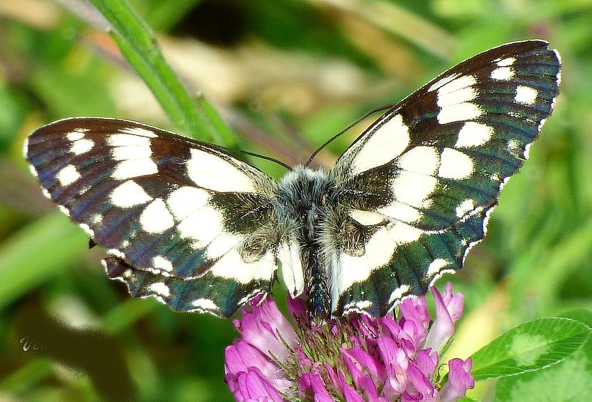 Melanargia larissa? No, Melanargia galathea - Nymphalidae